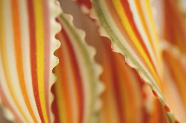 USA Close-up of dried rainbow pasta noodles